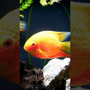 Why You NEED The Red Spot Gold Severum #shorts