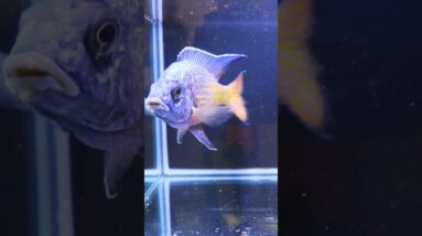 Aulonocara ngara Will Add Color to Your Tank! #shorts