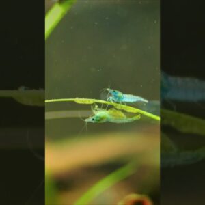 Buried Neocaridina Shrimp #shorts