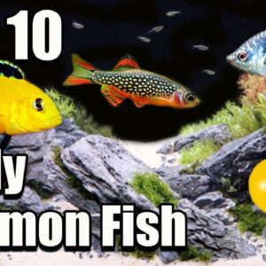 Top 10 Hardy Common Aquarium Fish!
