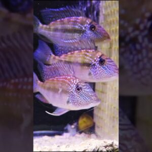 Jurupari Cichlid Shimmers #shorts
