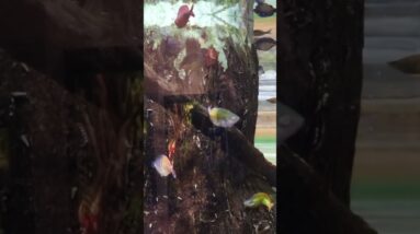 Large Rainbow Fish Tank #shorts