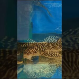 Check Out This Cool Pleco! L66 Pleco #shorts