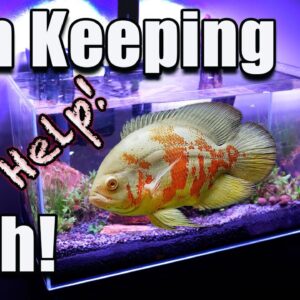 Fish Keeping Myth Exposed! Fish Only Grow to The Size of Their Tank?