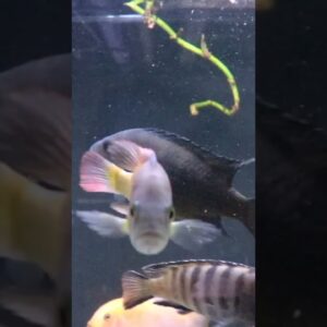 Your Substrate Color Might be Ruining Your Fish! #shorts