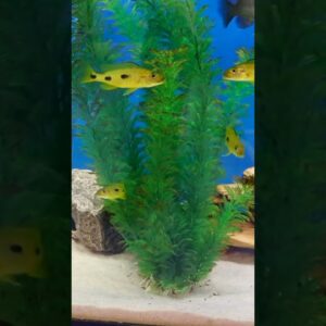 Exochromis anagenyes is Cool! #shorts