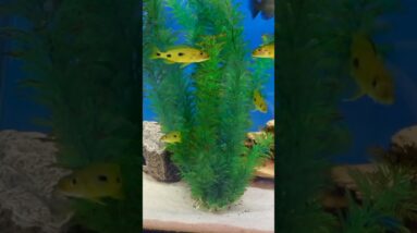 Exochromis anagenyes is Cool! #shorts