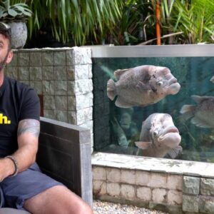 The 25,000L Monster Fish Pool | Backyard Tour
