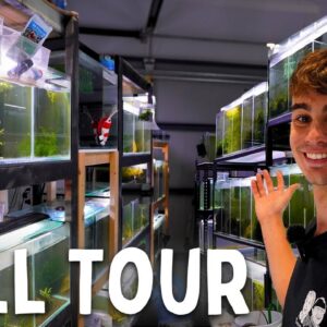 The Master of Shrimp and Guppies | In Depth Tour