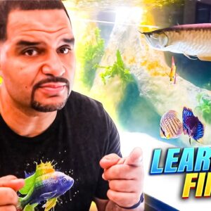 The Aquarium Nitrogen Cycle Video You've Been Looking For! (SIMPLE)