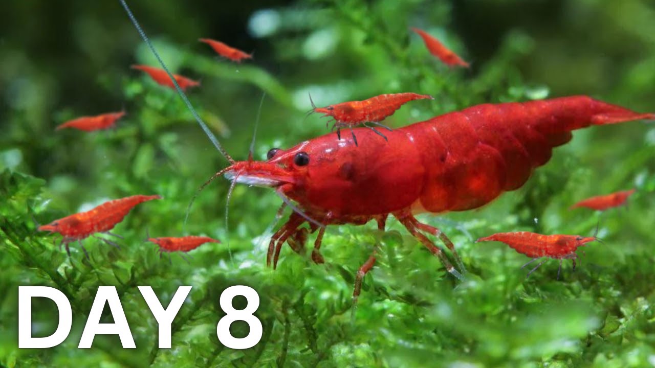 Shellfish How Manny Breeding Shrimp - How Many In 30 Days?