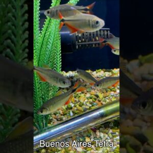 Diamond Tetra vs Buenos Aires Tetra! #shorts