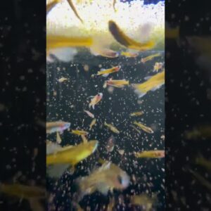 Live Baby Brine Shrimp is The ULTIMATE Small FIsh Food! #shorts