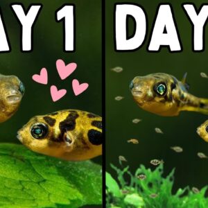 How to Breed Pea Pufferfish | In Depth Guide