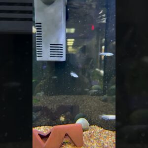 Have You Kept Rice Fish? #shorts #aquariumfish #fishtank #fishkeeping #nanofish