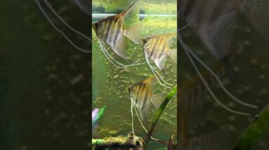 Discus vs Angelfish: Which is Better? #shorts #aquariumfish #fishtank #fishkeeping #cichlid