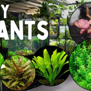 These 12 Aquarium Plants are the Easiest to Grow!