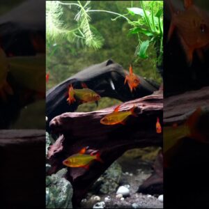A Bright Orange Fish! #shorts #aquariumfish #fishtank #fishkeeping #fishkeeper #communityfish