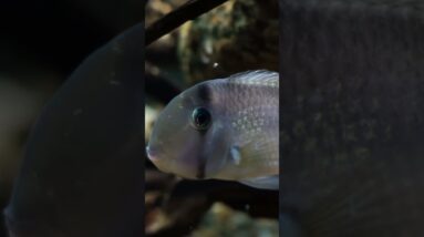 The River Bank Aquarium #shorts #aquariumfish #fishtank #fishkeeping #aquascape #cichlid