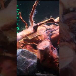 Driftwood Coated With White Slime? #shorts #fishtank #aquariumfish #fishkeeping #fishkeeper
