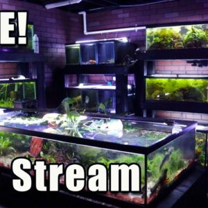 [LIVE]  It Doesn't Look Like This Anymore! Fish Q&A!