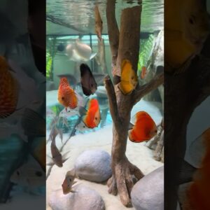 You think they know it’s Friday? 🤔😁 #aquariumhobby