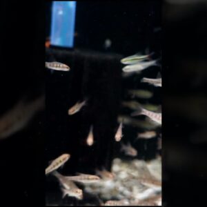 African Fasciolus Barb #shorts #aquariumfish #fishtank #fishkeeping #fishkeeper #fish #tropicalfish