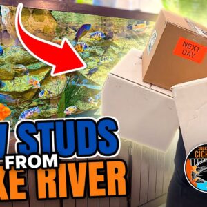 Adding New African Cichlids the RIGHT way! In 4K (Including Quarantine)