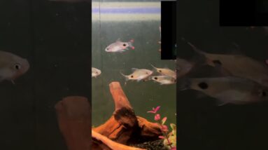 Filamentosus Barbs are Cool! #shorts #aquariumfish #fishtank #fishkeeping #fish #aquariums