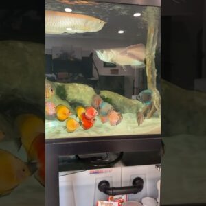 Serenity Now! 😁#discustank #arowanatank #Discusandarowana #Arowanaanddiscus #aquariumhobby