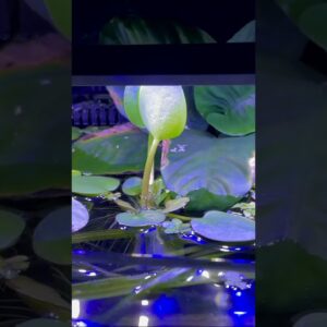 Jungle Val Secret! #shorts #aquariumfish #fishtank #fishkeeping #fish #aquascape #aquarium