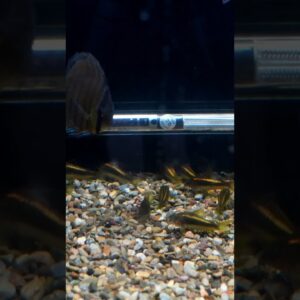 Orange Laser Cory Cats are Awesome! #shorts #aquariumfish #fishtank #fishkeeping #fish #aquariums
