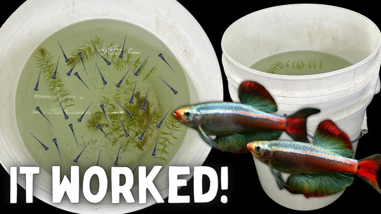 BREEDING Minnows In A BUCKET Easy Method 