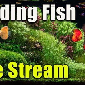 [LIVE]  All About Feeding Fish! Plus a Giveaway!
