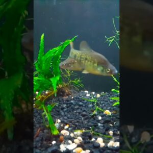 Green Fish Options? #shorts #aquariumfish #fishtank #fish #fishkeeping #fishkeeper #aquariums