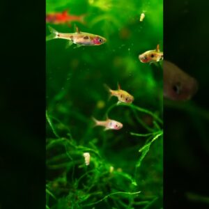 How Plants Helped Our Dwarf Rasboras #shorts #aquarium #fishkeeper #fishaquarium #fishkeeping #fish
