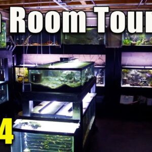 Fish Room Tour Summer 2024
