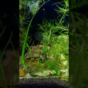 Planted Cichlid Tank? #shorts #fishkeeping #fishkeeper #fishtank #fish #aquarium #cichlid