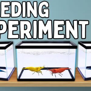 I Cross-Bred Shrimp for a Year, This Happened