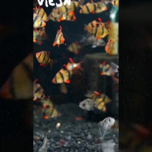 Tiger Barbs Can Mess Up Your Tank! #shorts #fishkeeper #fishkeeping #fishtank #fish #aquarium
