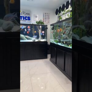 We do 80% weekly water changes in the FishKave! 💦 #aquariumhobby #africancichlid