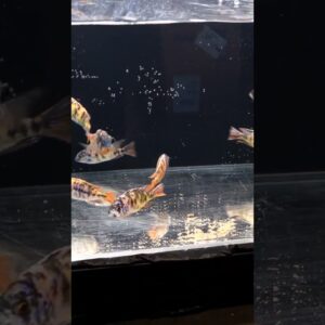 Cichlids are NOT for Beginners! #shorts #fishkeeper #fishtank #fish #aquarium #cichlid #cichlidfish