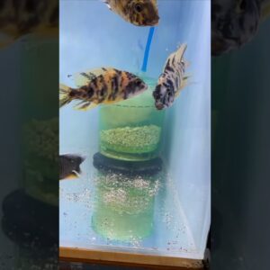 What Ever Happened to Box Filters? #shorts #fishkeeper #fishtank #fish #aquarium #fishkeeping