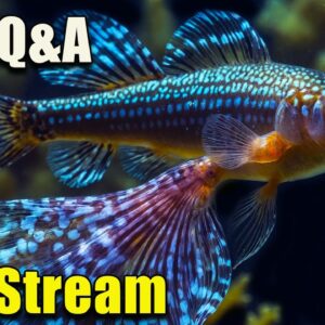 [LIVE]  A Fish Q&A!