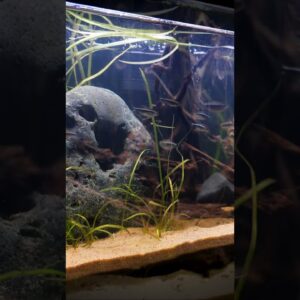 Super Hardy Fish #shorts #fishtank #fishkeeper #fish #aquarium #fishkeeping #petfish #aquarium