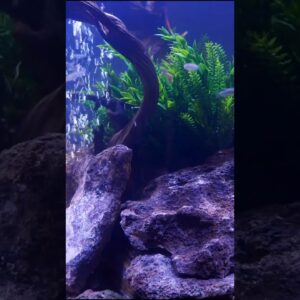 Tall Fish Tank Challenges #shorts #fishtank #fishkeeper #fish #aquarium #petfish #tropicalfish
