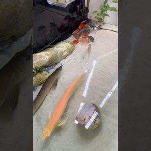 Lunch Meat? 🤔 #aquariumhobby #arowana #discusfish
