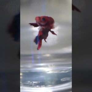 Bettas in a Cup? #shorts #betta #bettafish #fishtank #fishkeeper #fish #aquarium #fishkeeping