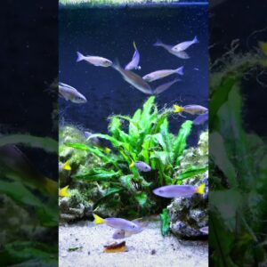 We NEED To Try These! #shorts #laketanganyika #cichlid #cichlidfish #cichlids #fishkeeper #aquarium
