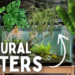 These House Plants Filter Your Aquarium!